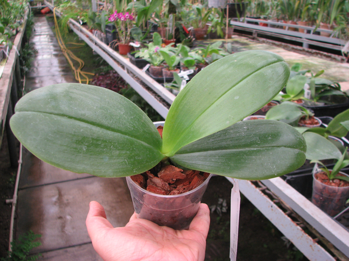 Phalaenopsis LD's Bear Queen x cornu cervi red.jpg