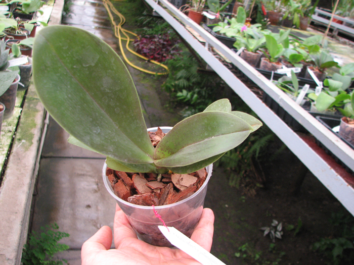 Phalaenopsis (Gelblieber x Coral Isles) x violacea.jpg