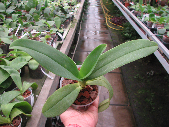 Doritaenopsis Kenneth Schubert x Phalaenopsis bellina blue.jpg