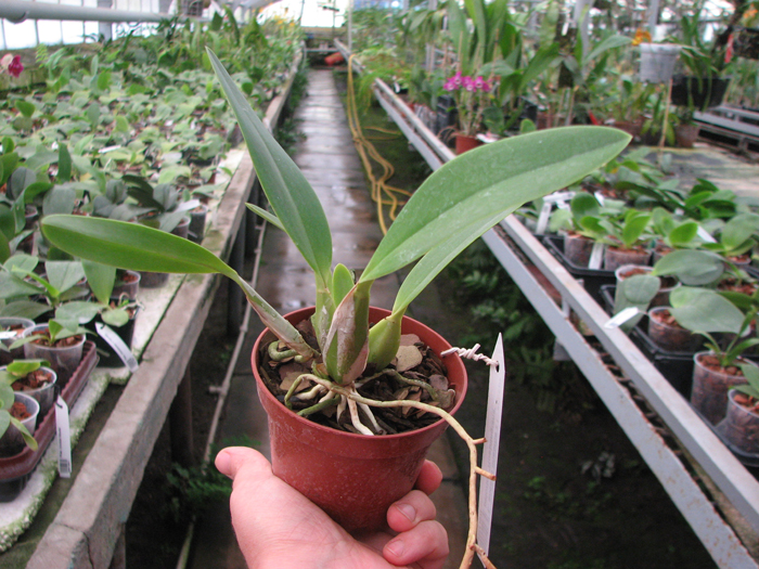 Laelia anceps lineatha x Laelia anceps pelorica 'Roeblingiana'.jpg