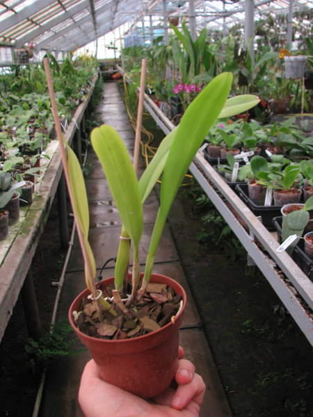Laelia purpurata werkhauseri striata x SELF.jpg