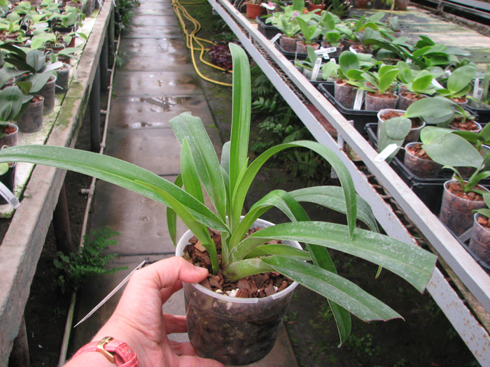 Phragmipedium kovachii x longifolium.jpg