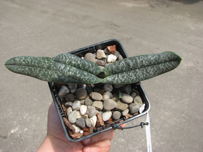 Paphiopedilum armeniacum.jpg