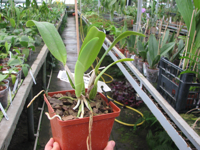 Cattleya percivaliana semi alba 'Altamira' (11-6) x SELF.jpg