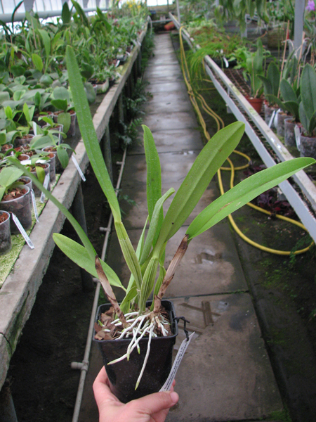Cattleya quadricolor semi alba x Cattleya quadricolor semi alba 'Pompeu'.jpg