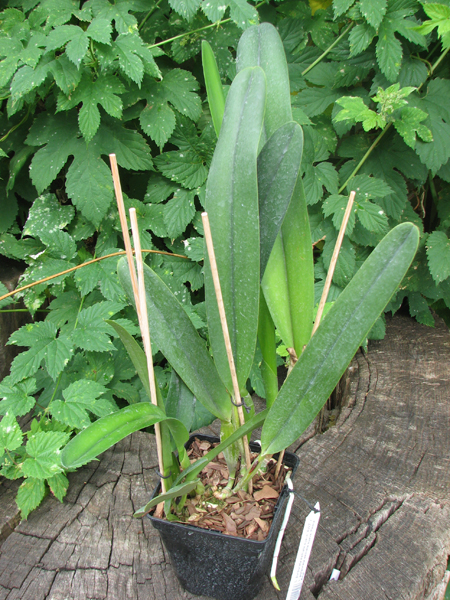 Laelia purpurata estriata suave 'AWZ' x Laelia purpurata estriata suave 'Pedra Azul'.jpg