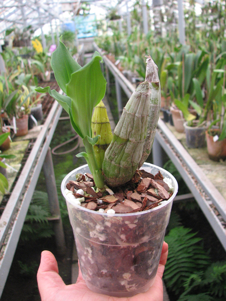 Catasetum pileatum 'Oro Verde'.jpg