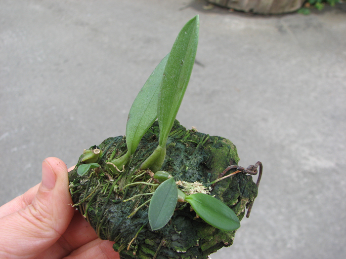 Bulbophyllum contortisepalum var flava.jpg