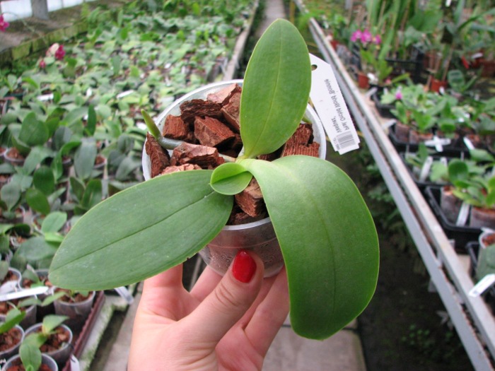 Phalaenopsis Orchid World 'Bonnie Vasquez'.JPG