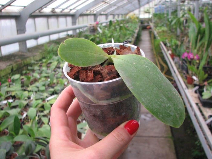 Phalaenopsis Orchid World.JPG