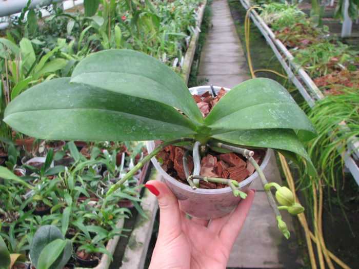 Phalaenopsis Nobby's Pumpkir 'JA4'.JPG