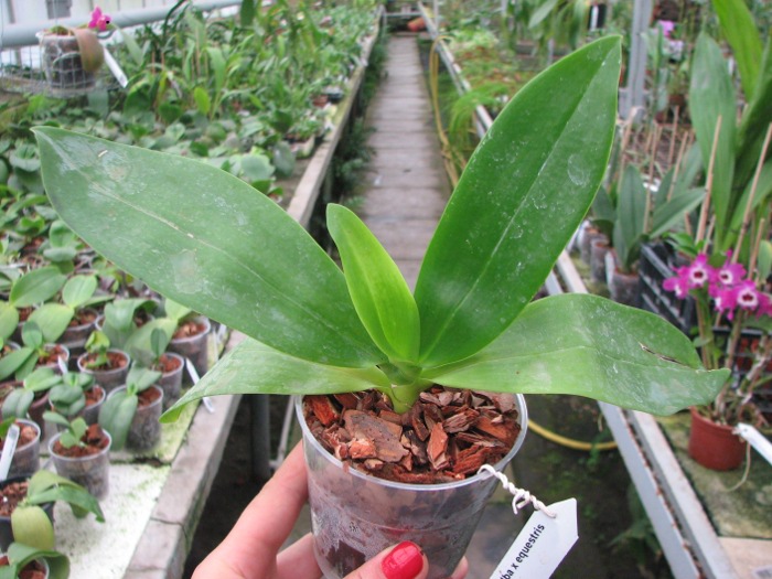 Phalaenopsis tetraspis alba x equestris alba.JPG