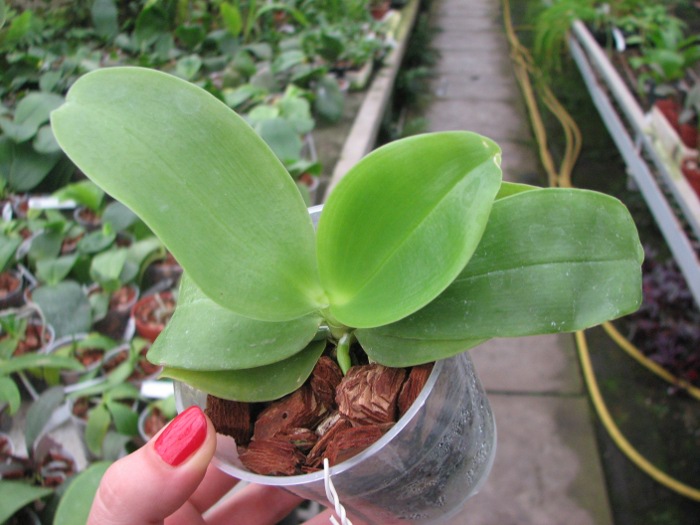 Phalaenopsis KS Happy Eagle 'LD' x Phalaenopsis bellina 'LD'.JPG