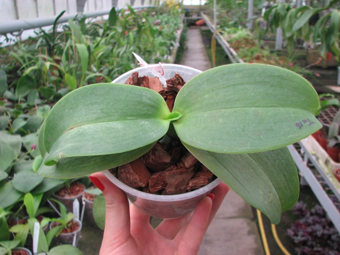 Phalaenopsis Joy spring Tina 'Tina'.JPG