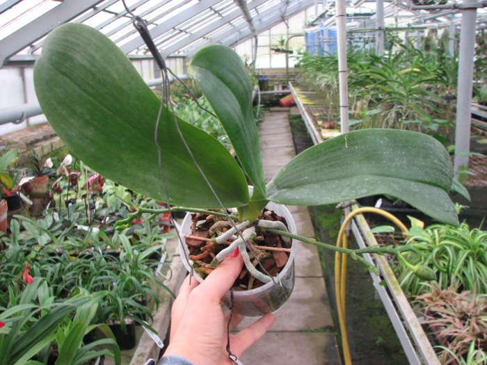 Phalaenopsis David Lim (P. amboinensis x P. gigantea).JPG