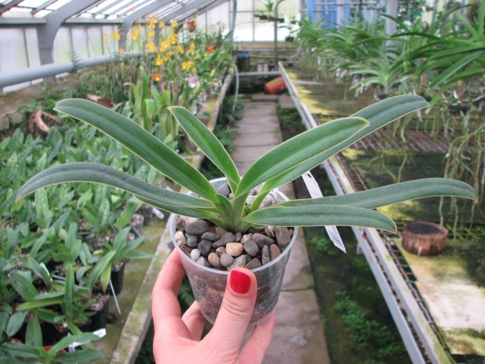 Paphiopedilum henryanum.JPG