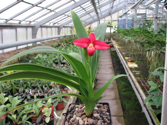 Phragmipedium Andean Fire (besseae x lidleyanum).JPG
