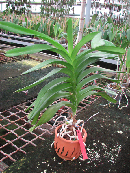 Vanda Manuel Torres.jpg