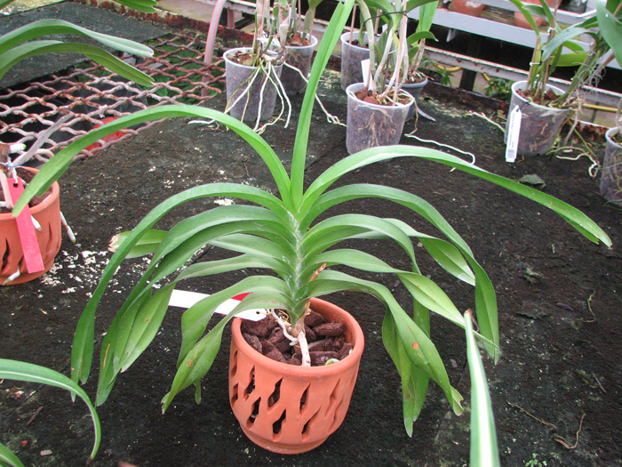 Ascocenda Kenny Gold x Vanda denisoniana.jpg