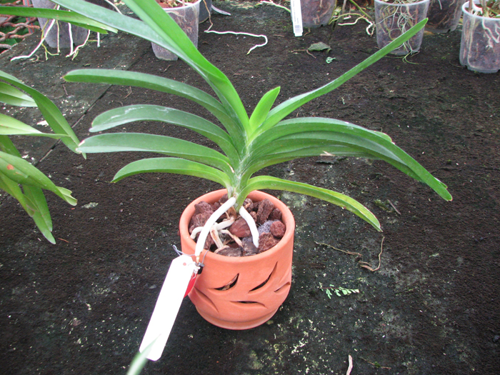 Vanda Pak Chong Blue.jpg