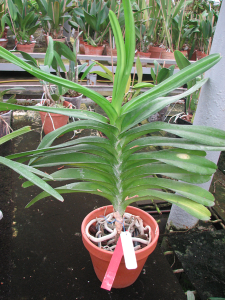 Vanda Pimporn x Vanda coerulea.jpg