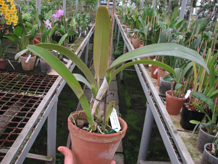 Cattleya labiata amesiana 'Super Star' (Z-43) x Cattleya labiata roxo bispo 'Urbano'.jpg