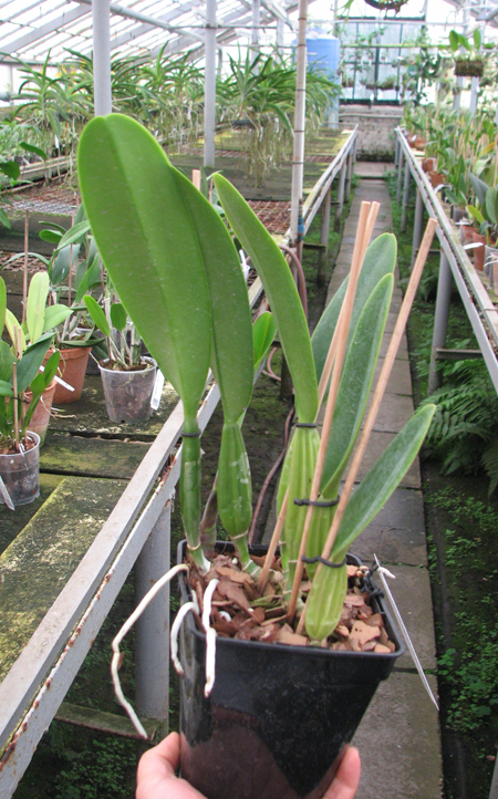 Cattleya trianae 'Junio' (12-8) x Cattleya trianae 'Sangre de Toro II' (25-8).jpg