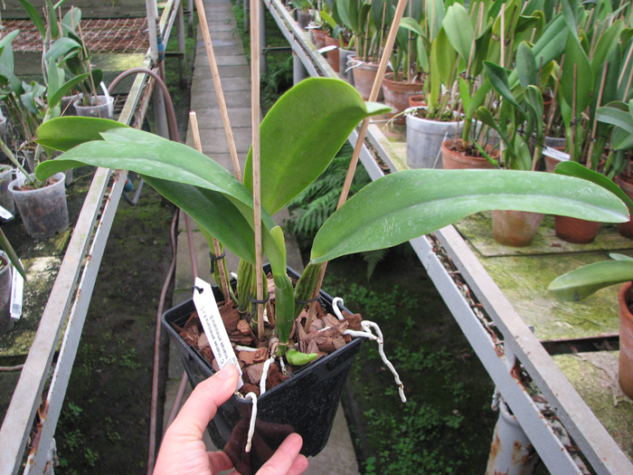 Cattleya trianae amesiana A x Cattleya trianae amesiana B.jpg