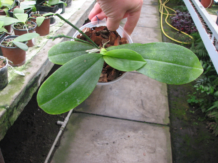 Phalaenopsis corningiana.jpg