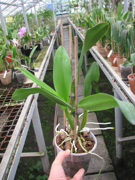 Potinara Chief Sweet Orange 'Sweet Orange'.jpg