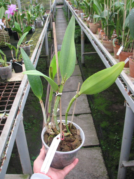 Brassavola glauca x Cattleya intermedia.jpg