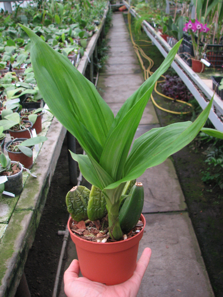 Lycaste Arashiyama (macrobulbon x Shoalhaven 'Kobe').jpg