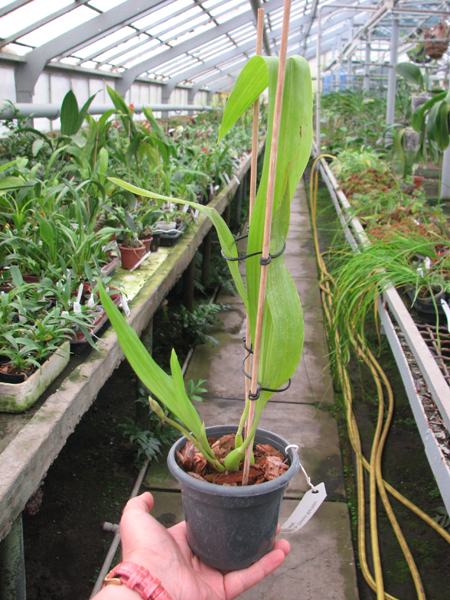 Zygonisia Cynosure 'Blue Water Sailing'.jpg