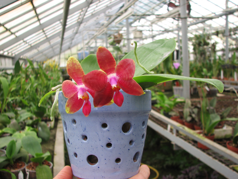 Phalaenopsis Zuma Garnet x corningiana.jpg