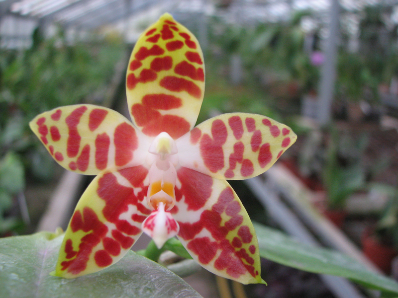 Phalaenopsis amboinensis red spot type.jpg