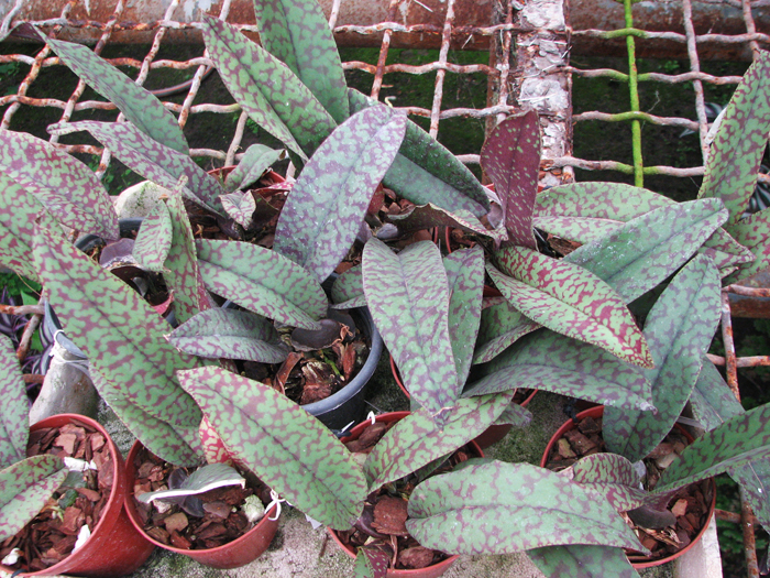 Psychopsis Mendenhall 'Hildos'.jpg