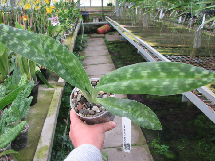 Paphiopedilum Maudiae alba.jpg