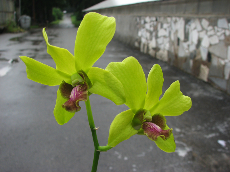 Dendrobium Airy Gold Spread.jpg