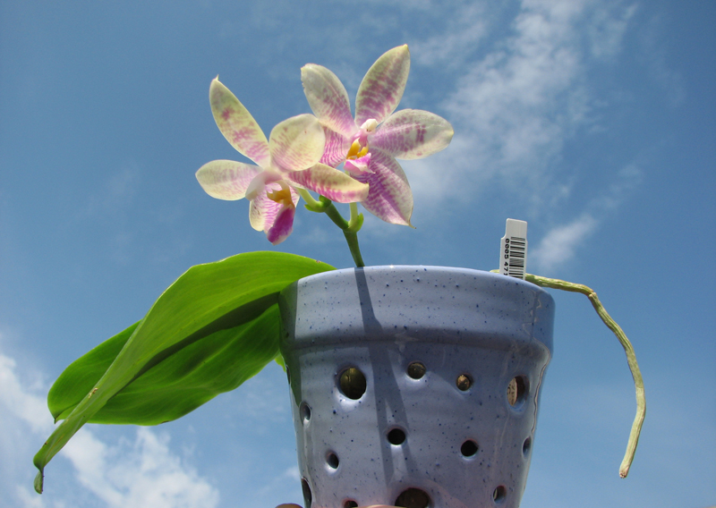 Phalaenopsis Yaphon Skype x (violacea alba x speciosa 'C -1').jpg
