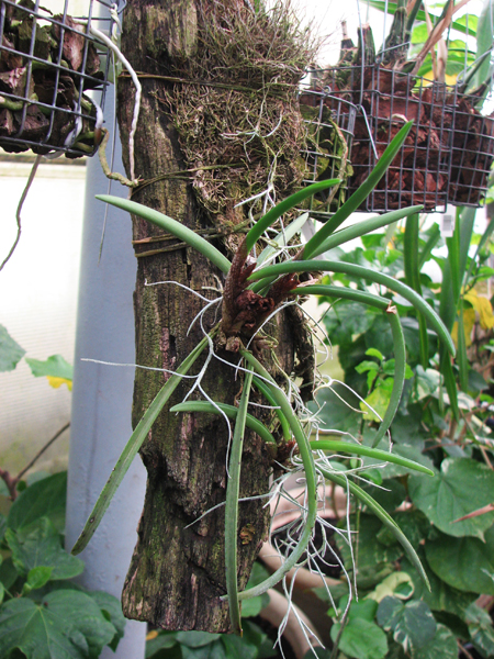 Ceratostylis rubra.jpg