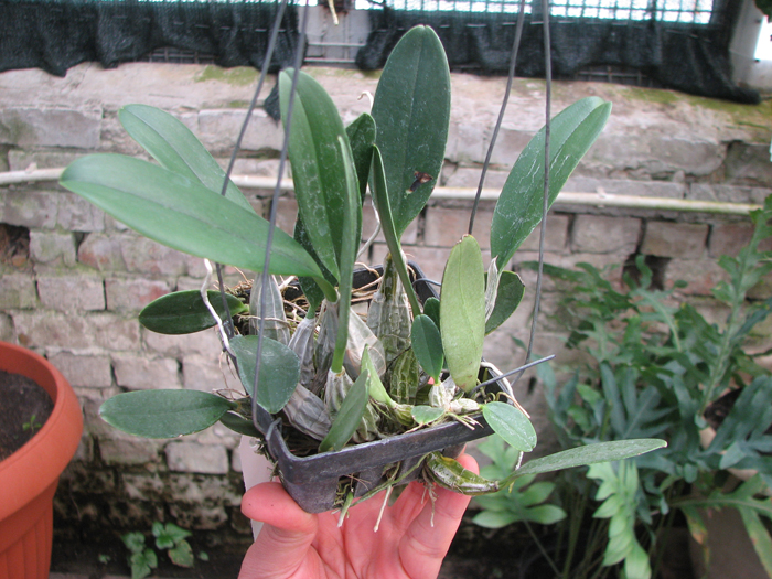 Dendrobium aggregatum.jpg