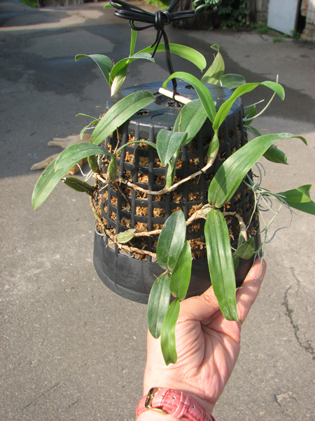 Coelogyne lindleyana.jpg