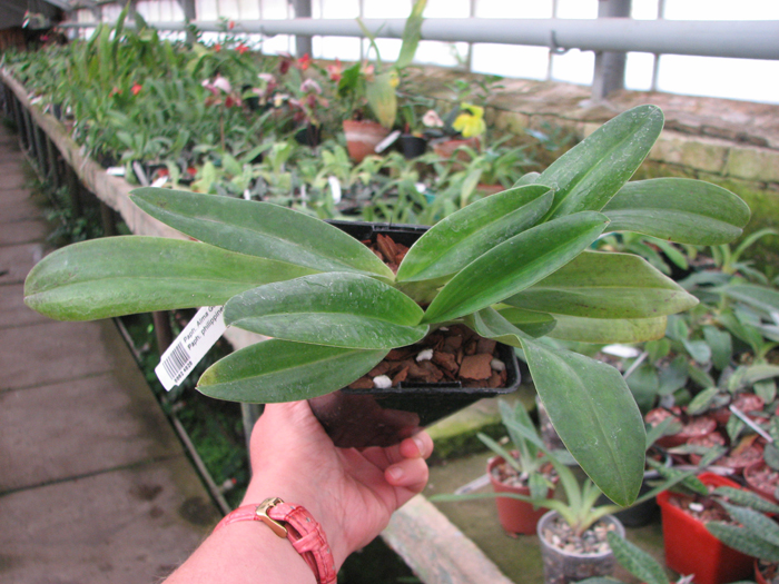 Paphiopedilum Alma Geveart 'Hager's' x Paphiopedilum philippinense var alba 'Kou'.jpg