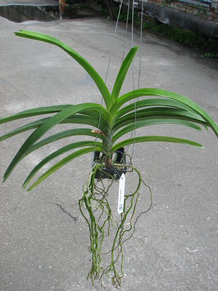 Vanda Kultana Fantasy.jpg