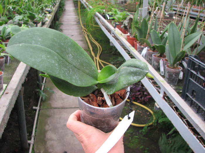 Phalaenopsis Fusheng's World 'FS'.jpg