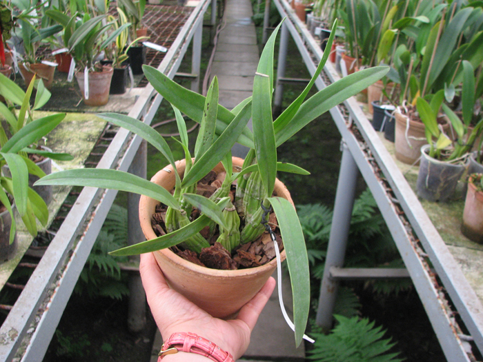 Laelia autumnallis.jpg