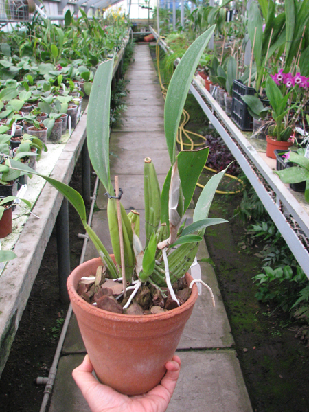 Laelia anceps.jpg