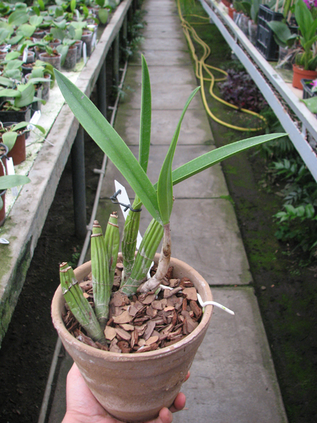Laelia gouldiana.jpg