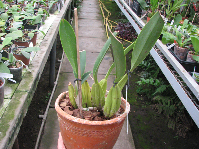 Laelia anceps Dawsonii f Chiapensis.jpg