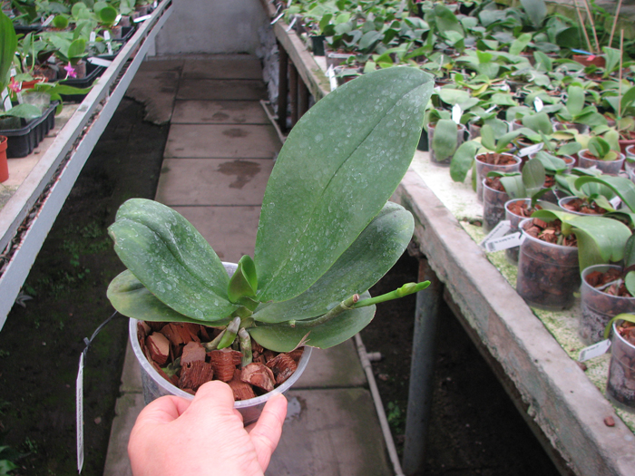 Phalaenopsis Fusheng's World 'FS'.jpg